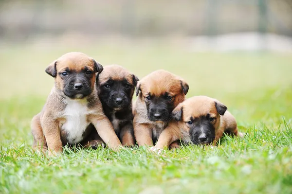 Belga juhászkutya-malinois kölykök — Stock Fotó