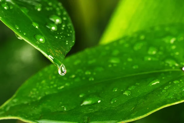 Green plant leaf — Stock Photo, Image