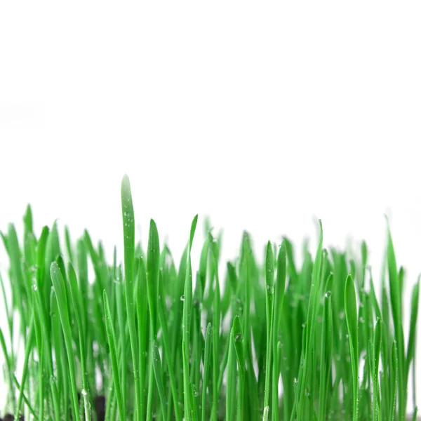 Green grass — Stock Photo, Image