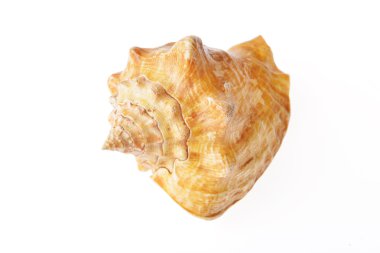 deniz kabuğu