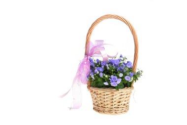 çan çiçeği bellflowers