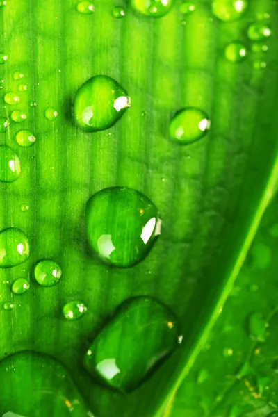 緑の植物の葉 — ストック写真