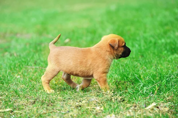 Koiranpentu belgianpaimenkoira malinois — kuvapankkivalokuva