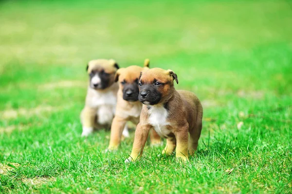 Valpar belgisk vallhund malinois — Stockfoto