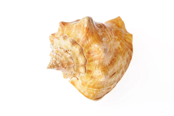 Sea shell — Stock fotografie