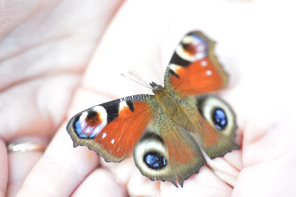 Motyl jaskółczy — Zdjęcie stockowe