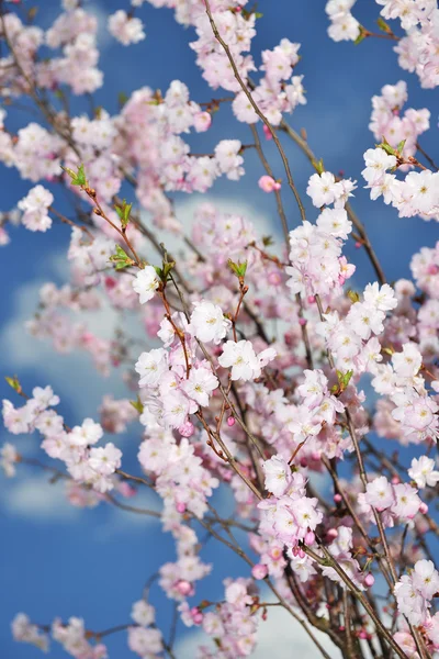 Branches of  blossoming tree — Stock Photo, Image