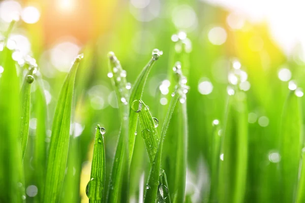 Green grass — Stock Photo, Image