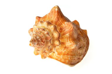 deniz kabuğu