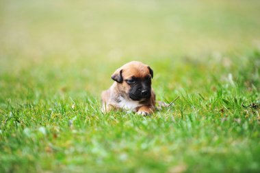  yavru çoban Belçikalı malinois