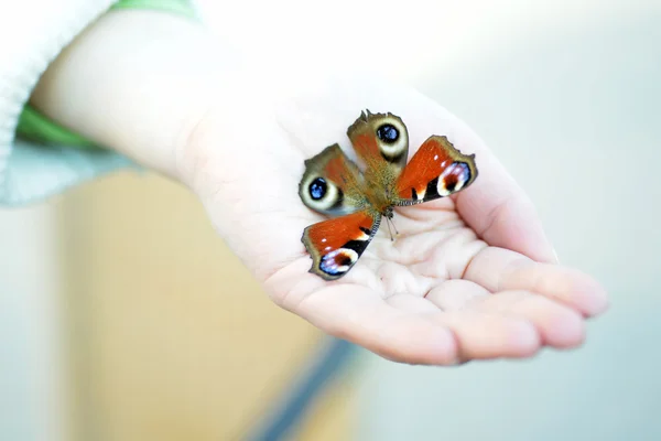 Mariposa cola de golondrina —  Fotos de Stock