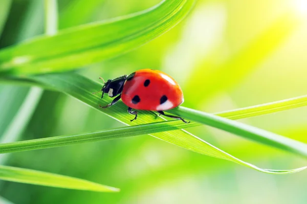 Ladybug on grass — Stock Photo, Image