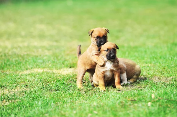 Szczeniaki Owczarek belgijski malinois — Zdjęcie stockowe