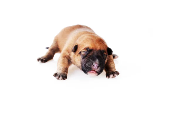 Cute  puppy — Stock Photo, Image