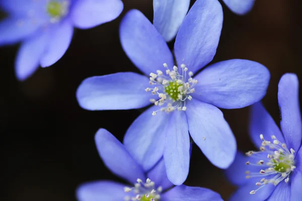 Fleurs bleues — Photo