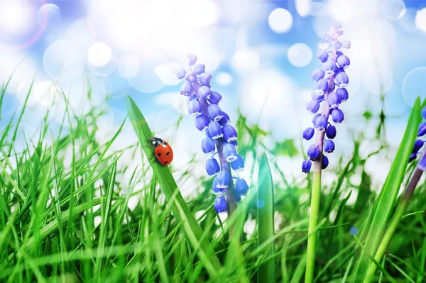 Flor de jacinto — Fotografia de Stock