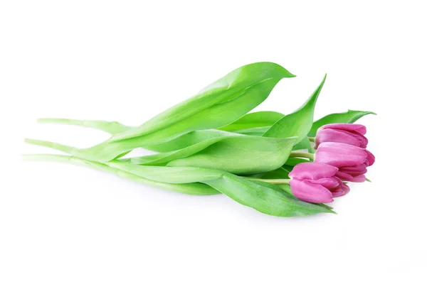 Pink tulips — Stock Photo, Image