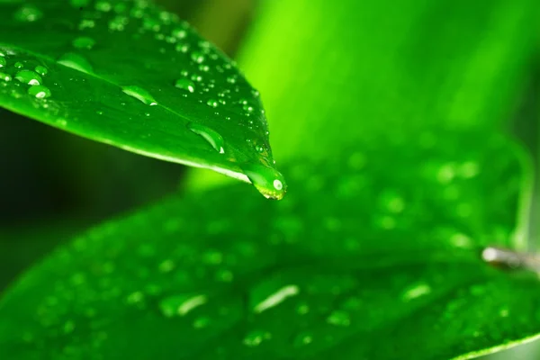 Green plant leaf — Stock Photo, Image