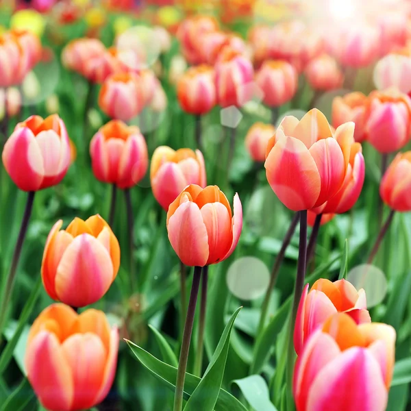 Rote Tulpen — Stockfoto