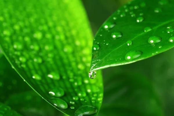 Green plant leaf — Stock Photo, Image