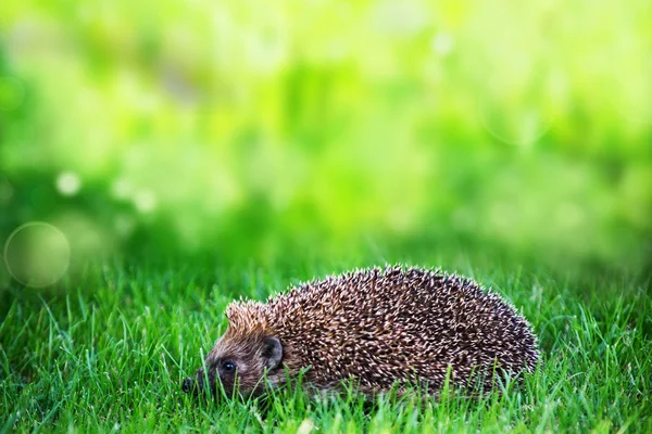 Hedgehog on green lawn — Stock Photo, Image