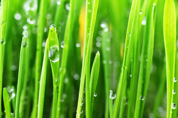 Groen gras — Stockfoto