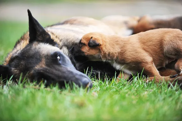 Vrouwelijke hond met puppies — Stockfoto