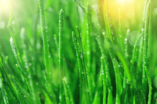 Dew on  green grass — Stock Photo, Image