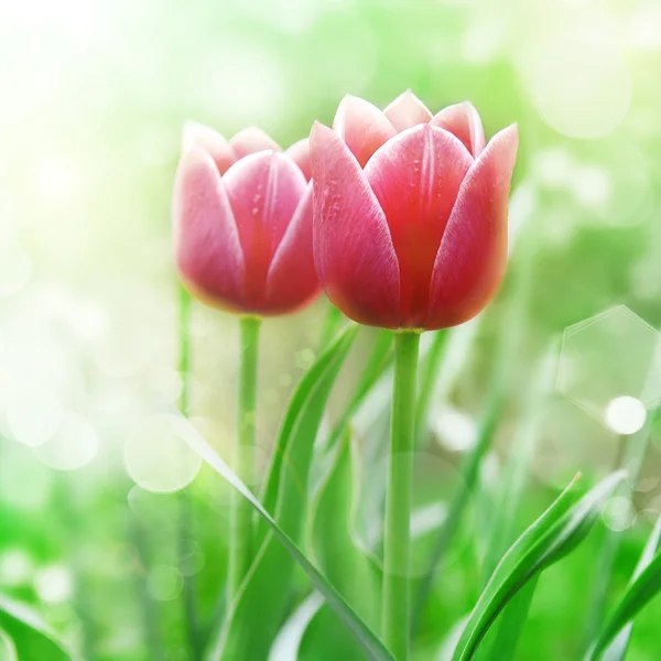 Red tulips — Stock Photo, Image