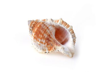 deniz kabuğu