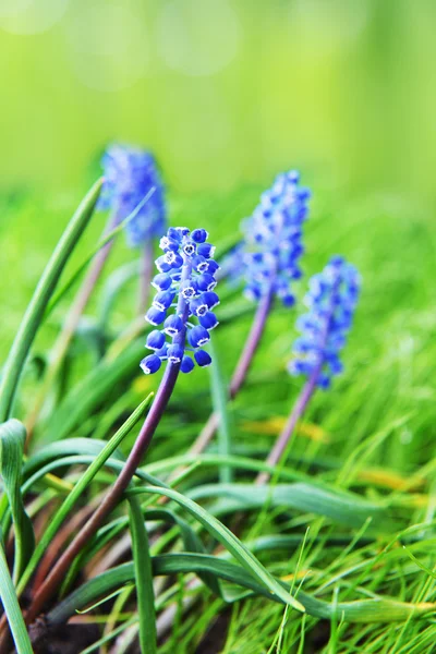 Hyacinth flor azul — Fotografia de Stock