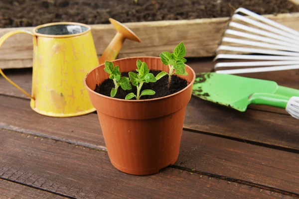 Havearbejde værktøjer med planter - Stock-foto