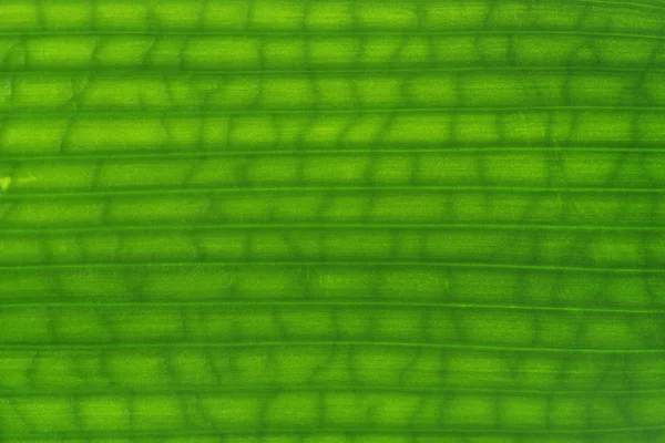 テクスチャの緑葉 — ストック写真