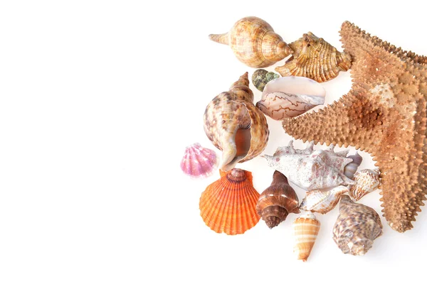 Cockleshells and starfish — Stock Photo, Image