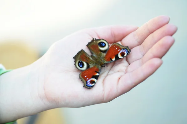 Mariposa cola de golondrina en la mano —  Fotos de Stock