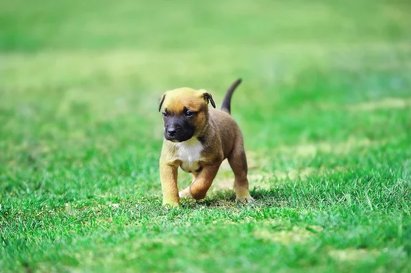 Köpek yavrusu Belçika çoban — Stok fotoğraf