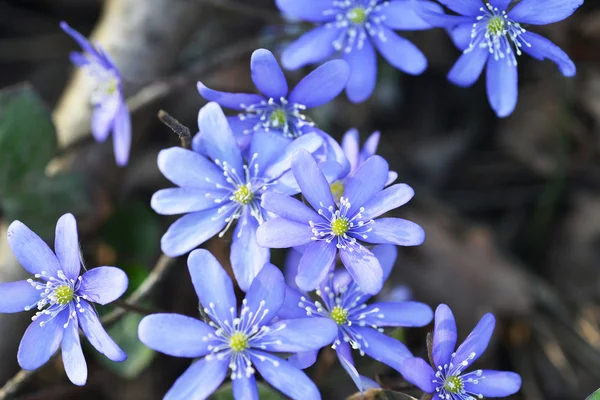 파란 꽃adag sajttorta — 스톡 사진
