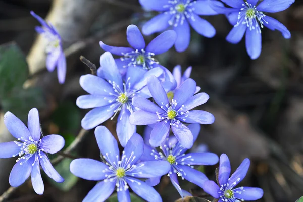 Blue flowers