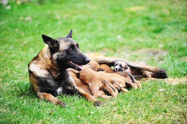 Dog  with puppies — Stock Photo, Image