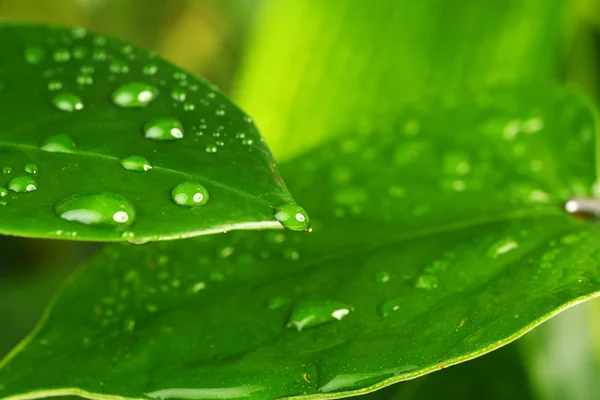 Green plant leaf — Stock Photo, Image