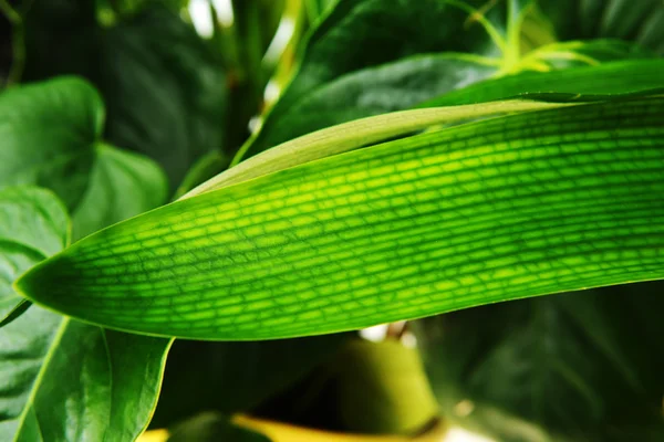 Folha de planta verde — Fotografia de Stock