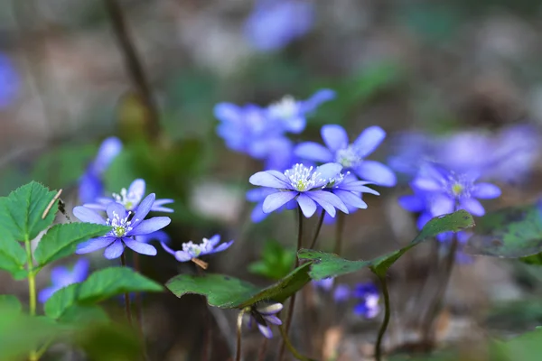 Blauwe bloemen — Stockfoto