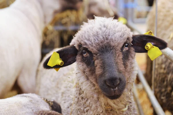 Moutons dans l'écurie — Photo