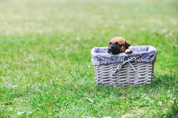Puppy in rieten mandje — Stockfoto