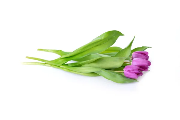 Pink tulips — Stock Photo, Image