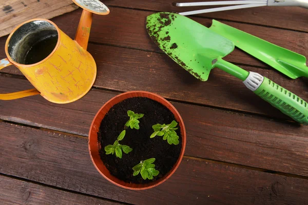 Herramientas de jardinería con plantas — Foto de Stock