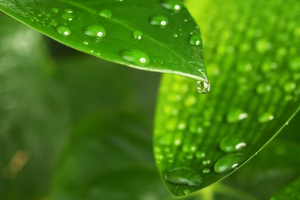 Feuille végétale verte — Photo