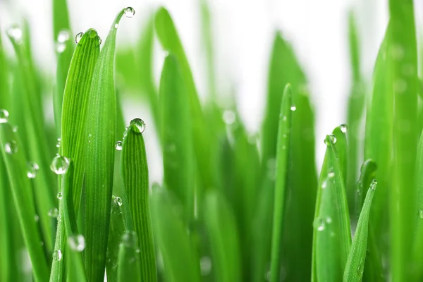 Grass with water drops — Stock Photo, Image