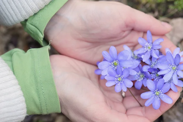 Mains aux fleurs bleues — Photo