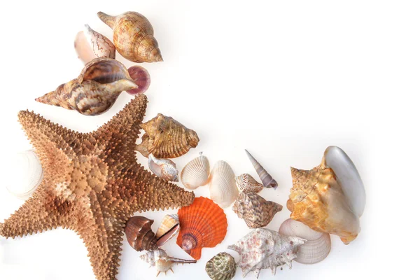 Cockleshells and starfish — Stock Photo, Image